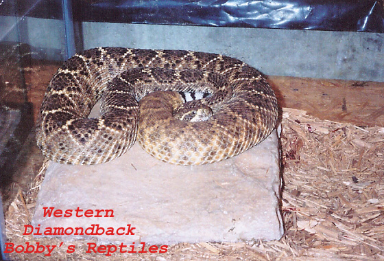 My Female Western Diamondback 2 copy.jpg [169 Kb]